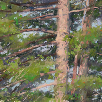 Pines