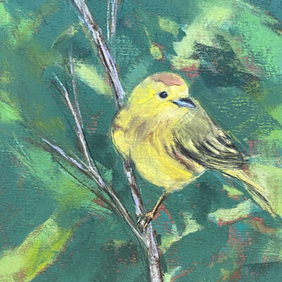 Yellow Warbler