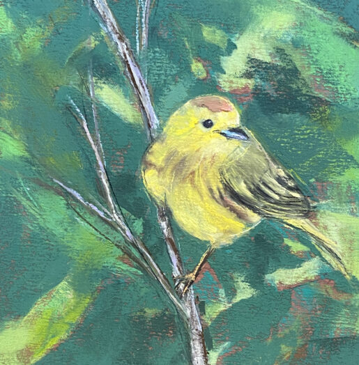 Yellow Warbler